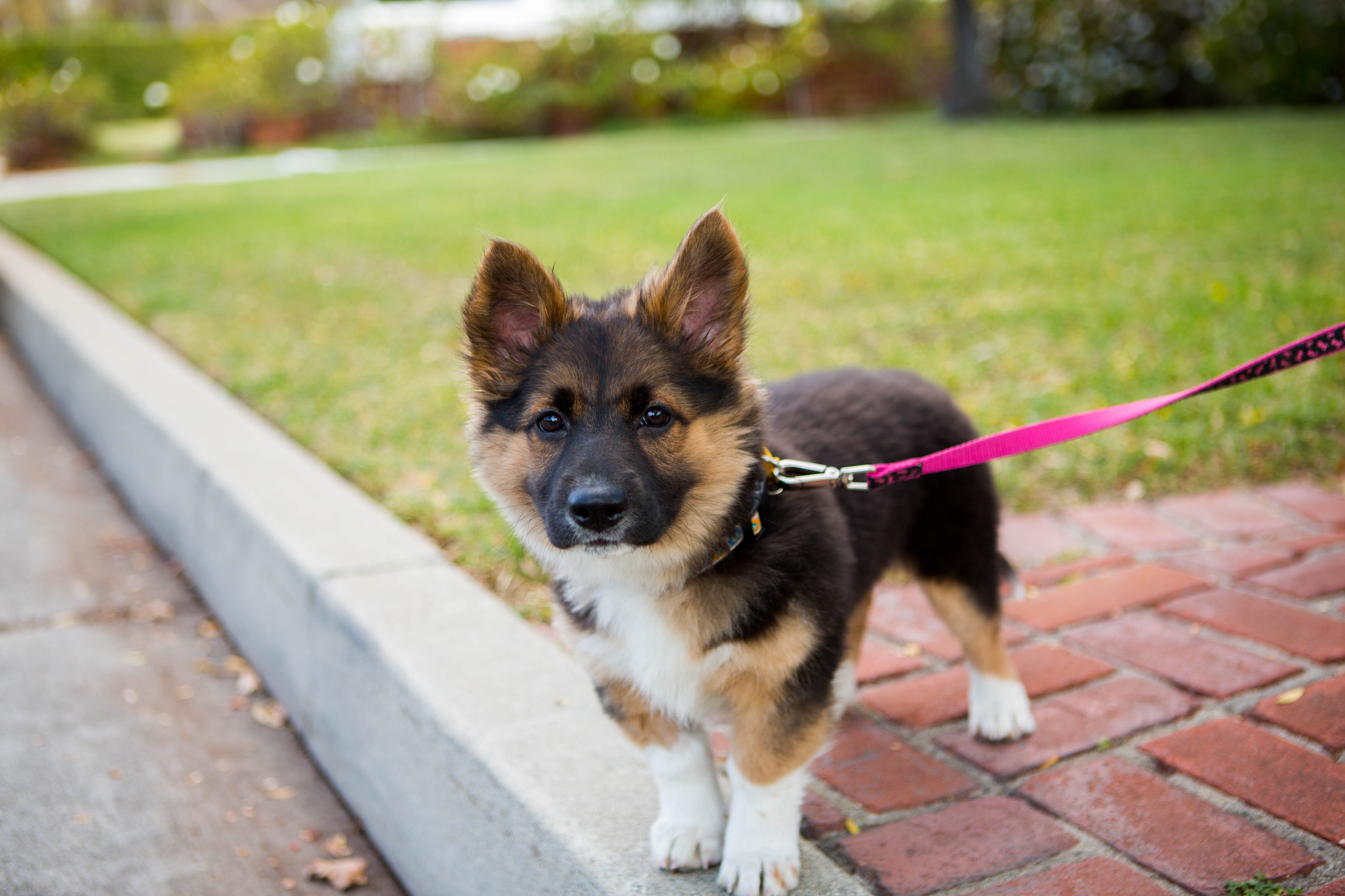Dog, Corgi German Shepherd, Animal, Canine, Mixed-Breed Dog, Leash